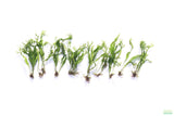 Java Fern Windelov_Aquarium Plant For Sale