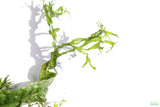 Java Fern Windelov_Aquarium Plant For Sale