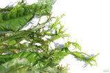 Java Fern Windelov_Aquarium Plant For Sale