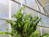 Java Fern Windelov_Aquarium Plant For Sale