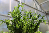 Java Fern Windelov_Aquarium Plant For Sale