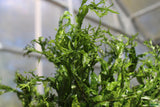 Java Fern Windelov_Aquarium Plant For Sale