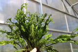 Java Fern Windelov_Aquarium Plant For Sale