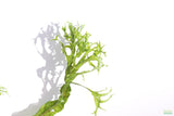 Java Fern Windelov_Aquarium Plant For Sale