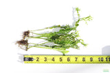 Java Fern Windelov_Aquarium Plant For Sale