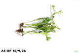 Java Fern Windelov_Aquarium Plant For Sale