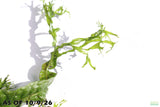 Java Fern Windelov_Aquarium Plant For Sale