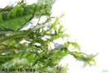 Java Fern Windelov_Aquarium Plant For Sale