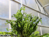 Java Fern Windelov_Aquarium Plant For Sale