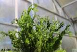 Java Fern Windelov_Aquarium Plant For Sale