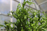 Java Fern Windelov_Aquarium Plant For Sale