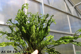 Java Fern Windelov_Aquarium Plant For Sale