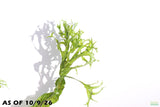 Java Fern Windelov_Aquarium Plant For Sale