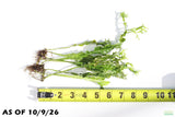 Java Fern Windelov_Aquarium Plant For Sale