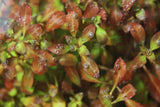 Ludwigia Combo_5 Ludwigias_Aquarium Plant For Sale