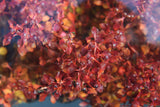 Ludwigia Combo_5 Ludwigias_Aquarium Plant For Sale