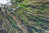 Vallisneria Spiralis Leopard_Easy Background Aquarium Plant For Sale