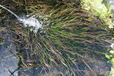 Vallisneria Spiralis Leopard_Easy Background Aquarium Plant For Sale