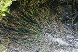 Vallisneria Spiralis Leopard_Easy Background Aquarium Plant For Sale