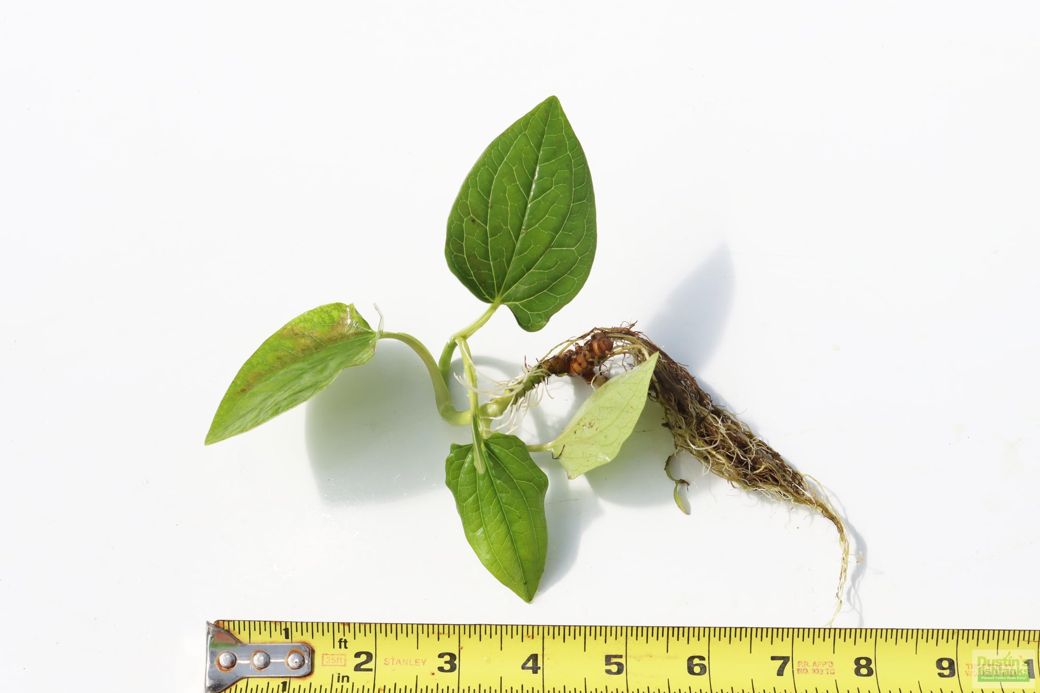 lizard pothos Lizard Tongue (Pond Plant) – DustinsFishtanks
