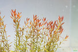 Ludwigia Arcuata_Thin Needle Leaf Amazing Plant_Aquarium Plant for sale