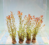 Ludwigia Arcuata_Thin Needle Leaf Amazing Plant_Aquarium Plant for sale