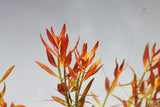 Ludwigia Arcuata_Thin Needle Leaf Amazing Plant_Aquarium Plant for sale