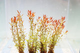 Ludwigia Arcuata_Thin Needle Leaf Amazing Plant_Aquarium Plant for sale