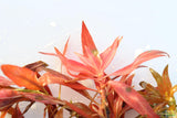 Ludwigia Combo_5 Ludwigias_Aquarium Plant For Sale