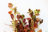 Ludwigia Combo_5 Ludwigias_Aquarium Plant For Sale