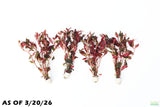 Ludwigia Glandulosa_Aquarium Plant For Sale