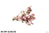 Ludwigia Glandulosa_Aquarium Plant For Sale