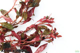 Ludwigia Glandulosa_Aquarium Plant For Sale
