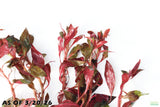 Ludwigia Glandulosa_Aquarium Plant For Sale