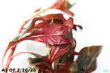Ludwigia Glandulosa_Aquarium Plant For Sale