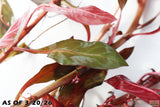 Ludwigia Glandulosa_Aquarium Plant For Sale