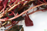 Ludwigia Glandulosa_Aquarium Plant For Sale