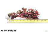Ludwigia Glandulosa_Aquarium Plant For Sale