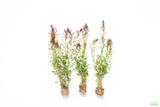 Ludwigia Inclinata Meta