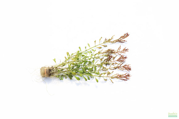 Ludwigia Inclinata Meta_Aquarium Plant For Sale
