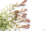 Ludwigia Inclinata Meta