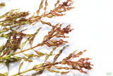 Ludwigia Inclinata Meta