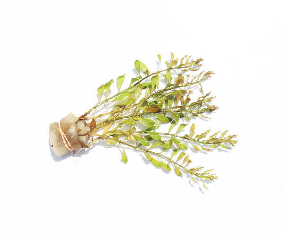 Ludwigia Inclinata Meta_Aquarium Plant For Sale