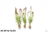 Ludwigia Inclinata Meta_Aquarium Plant For Sale