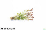 Ludwigia Inclinata Meta_Aquarium Plant For Sale