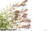 Ludwigia Inclinata Meta_Aquarium Plant For Sale