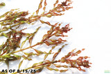 Ludwigia Inclinata Meta_Aquarium Plant For Sale
