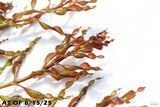 Ludwigia Inclinata Meta_Aquarium Plant For Sale