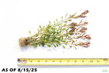 Ludwigia Inclinata Meta_Aquarium Plant For Sale