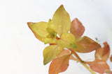 Ludwigia Ovalis_Aquarium Plant for sale